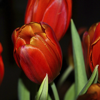 Buy canvas prints of Orange Tulips within a dark background by Harvey Hudson