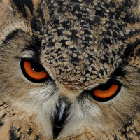 Buy canvas prints of  Bengal Eagle Owl by Harvey Hudson