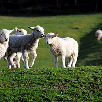 Buy canvas prints of A Group Of Young Lambs In Springtime by Harvey Hudson