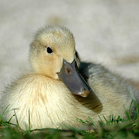 Buy canvas prints of Duckling by Harvey Hudson