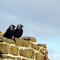 Buy canvas prints of A pair of Jackdaws by Harvey Hudson