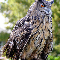 Buy canvas prints of Bengal Eagle Owl by Harvey Hudson