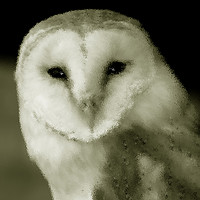 Buy canvas prints of Barn Owl by Harvey Hudson