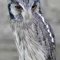 Buy canvas prints of Scops Owl by Harvey Hudson