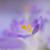Buy canvas prints of Dreamy lilac crocuses by Ang Wallace
