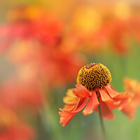 Buy canvas prints of Orange Helenium by Ang Wallace