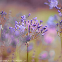 Buy canvas prints of Alliums by Ang Wallace