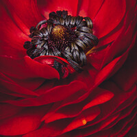 Buy canvas prints of Red Ranunculus close up by Ang Wallace