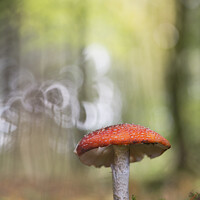 Buy canvas prints of Fly Agaric mushroom by Ang Wallace