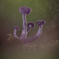 Buy canvas prints of Amethyst deceiver mushrooms in rain by Ang Wallace