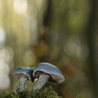 Buy canvas prints of Blue roundhead mushrooms by Ang Wallace