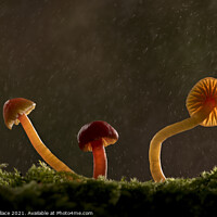 Buy canvas prints of three waxcap mushrooms in rain by Ang Wallace