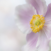 Buy canvas prints of  Japanese Anemone IV by Paul Bate