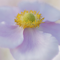 Buy canvas prints of  Japanese Anemone by Paul Bate