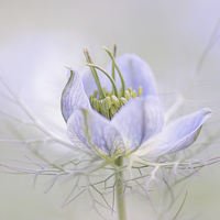 Buy canvas prints of  Love-In-A-Mist by Paul Bate