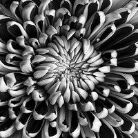 Buy canvas prints of  Chrysanthemum by Paul Bate