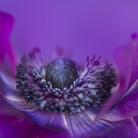 Buy canvas prints of  Purple Poppy Anemone by Paul Bate