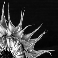 Buy canvas prints of  Sunflower by Paul Bate