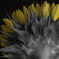 Buy canvas prints of  Selective Sunflower by Paul Bate