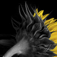 Buy canvas prints of   Selective Sunflower II by Paul Bate