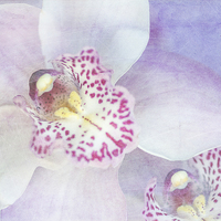 Buy canvas prints of Pink Cymbidium Orchids  by Paul Bate