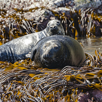 Buy canvas prints of Atlantic Grey Seals Basking in the Sun by Chris Colclough