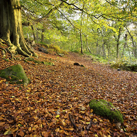 Buy canvas prints of  Autumnal Padley Gorge by Phil Sproson