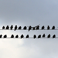 Buy canvas prints of  Birds on a Wire by Ged O'ConnorChalli