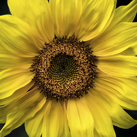 Buy canvas prints of  Sunflower by James Byrne