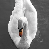 Buy canvas prints of  I, Swan by James Byrne