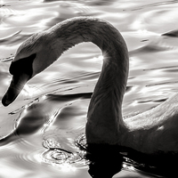 Buy canvas prints of  Swan Silhouette by James Byrne
