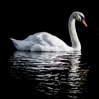Buy canvas prints of Graceful Reflections by James Byrne