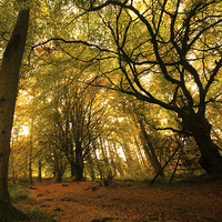 Buy canvas prints of  Woodland walk in autumn mist by Debbie Cox