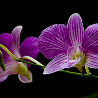 Buy canvas prints of Purple Orchids  by Michaela Murray