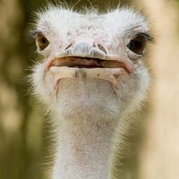 Buy canvas prints of Ostrich  by Michaela Murray