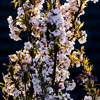 Buy canvas prints of Prunus Amanogawa by Bill Allsopp