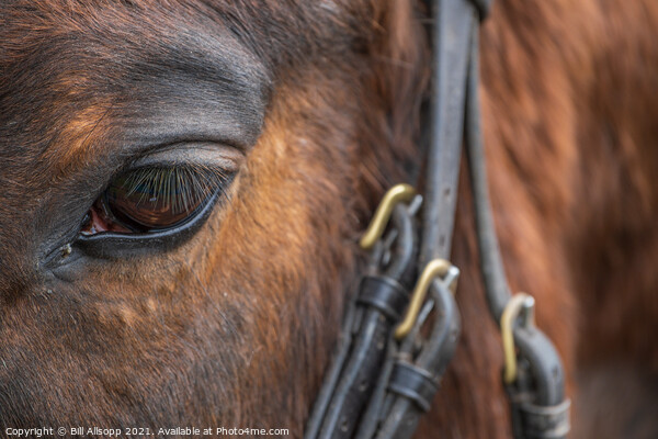 Eye and bridle. Picture Board by Bill Allsopp