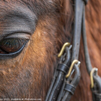 Buy canvas prints of Eye and bridle. by Bill Allsopp