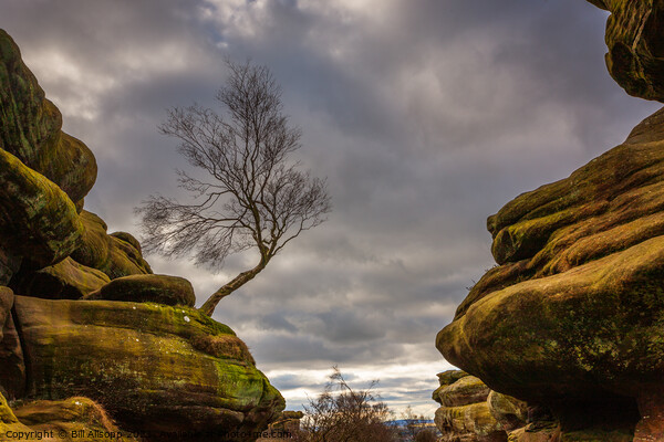 Brimham rocks. Picture Board by Bill Allsopp