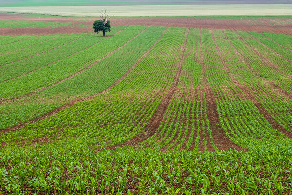 A field of Maize. Picture Board by Bill Allsopp