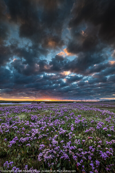Sea lavender Picture Board by Bill Allsopp