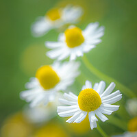 Buy canvas prints of Camomile quartet. by Bill Allsopp