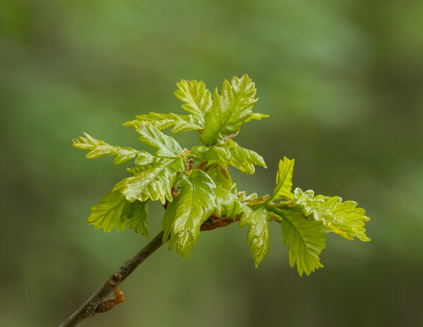 Spring Oak leaves. Picture Board by Bill Allsopp