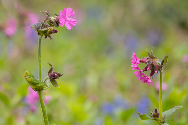 Red Campion. Picture Board by Bill Allsopp