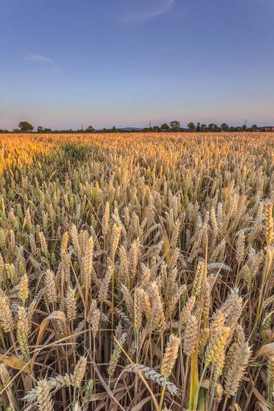 The wheatfield. Picture Board by Bill Allsopp
