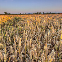 Buy canvas prints of The wheatfield. by Bill Allsopp