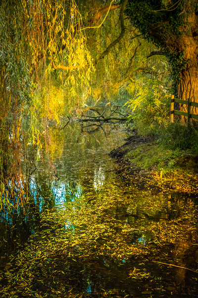 Weeping willow in autumn. Picture Board by Bill Allsopp