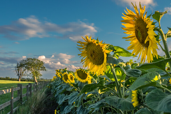 A field of sunflowers.  Picture Board by Bill Allsopp