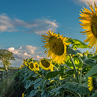 Buy canvas prints of A field of sunflowers.  by Bill Allsopp