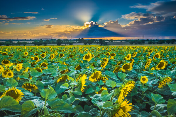 Sunflower sunset. Picture Board by Bill Allsopp